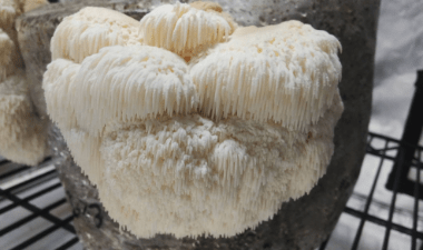 Lion’s Mane Mushroom Recipe