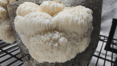 Lion’s Mane Mushroom Recipe