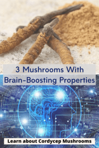 brain boosting mushrooms