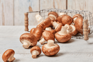 Common Edible Mushrooms