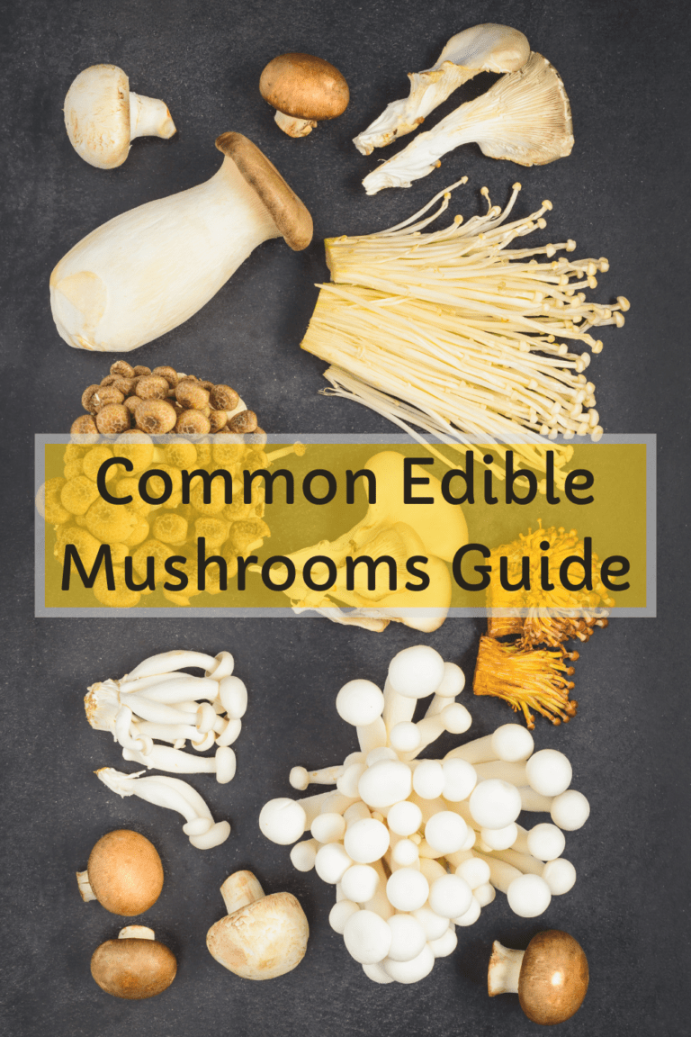 Common Edible Mushrooms and Cooking Tips- Mushroom Health Guide