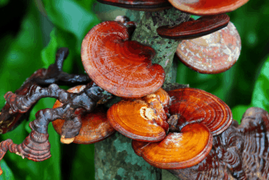 The Mushroom Of Immortality