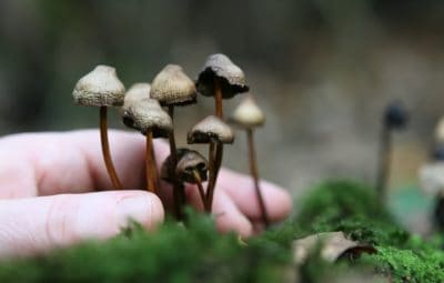 Growing Your Own Mushrooms