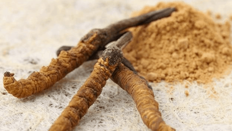 cordyceps mushroom powder