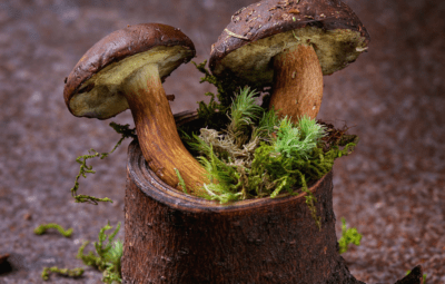 Mushroom Foraging