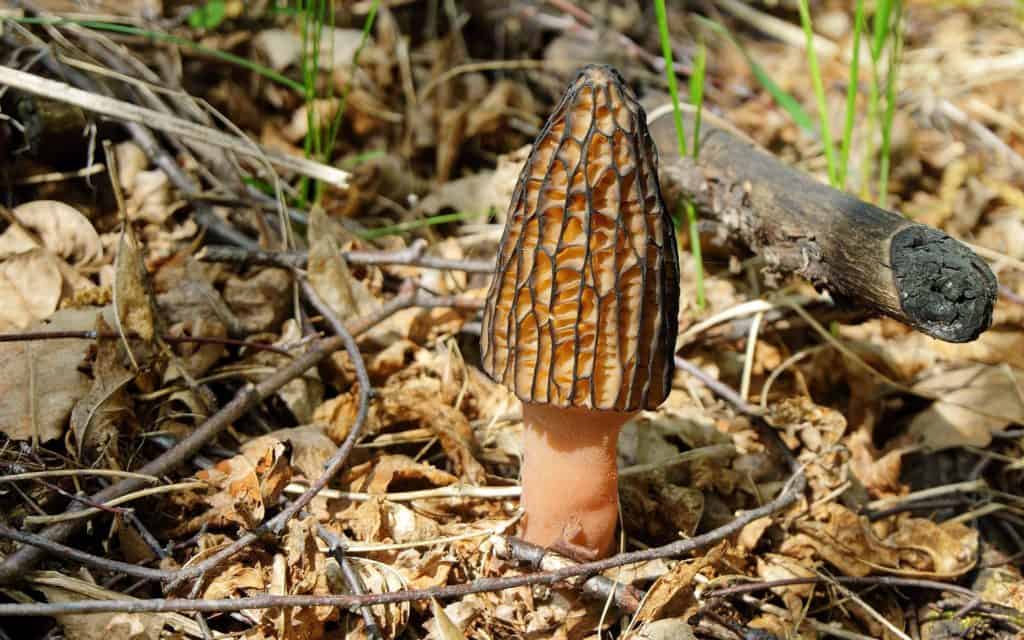 morel mushroom