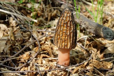Morel Mushroom