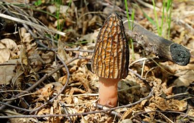 Morel Mushroom