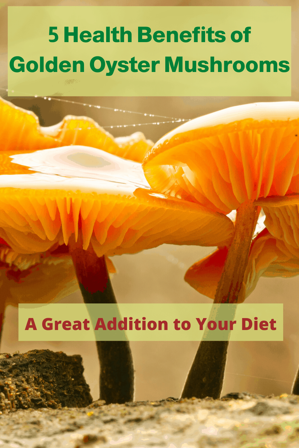 5 Health Benefits of Golden Oyster Mushrooms - Mushroom Health Guide