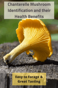 medicinal mushrooms