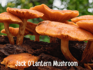 Guide About Oyster Mushroom Look Alikes Mushroom Health Guide