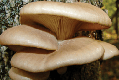 Pearl Oyster Mushroom