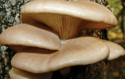 Pearl Oyster Mushroom