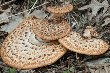 Pheasant Tail Mushroom Health Benefits