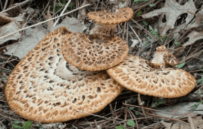 Pheasant Tail Mushroom Health Benefits