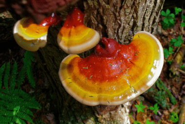 Reishi Mushroom Benefits