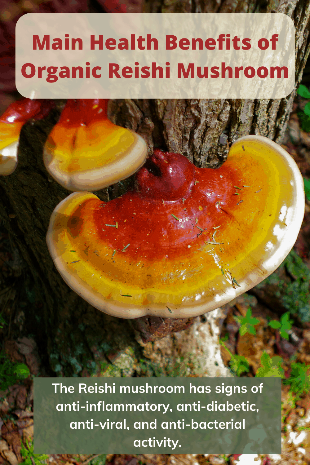 4 Health Benefits of Organic Reishi Mushrooms- Mushroom Health Guide