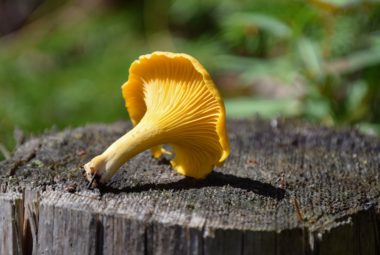 Chanterelle Mushroom Identification