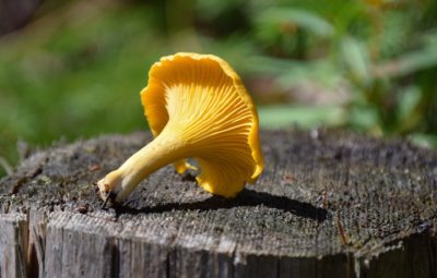 Chanterelle Mushroom Identification