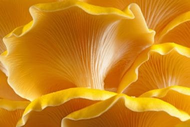 Golden Oyster Mushrooms