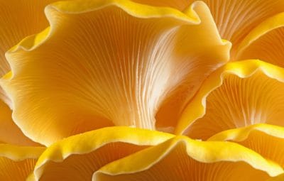 Golden Oyster Mushrooms