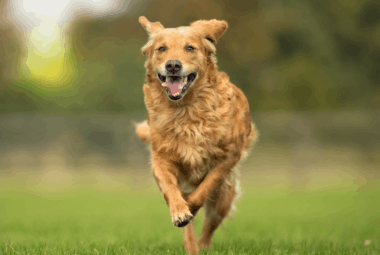 Medicinal Mushrooms For Dogs Benefits