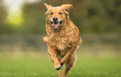 Medicinal Mushrooms For Dogs Benefits