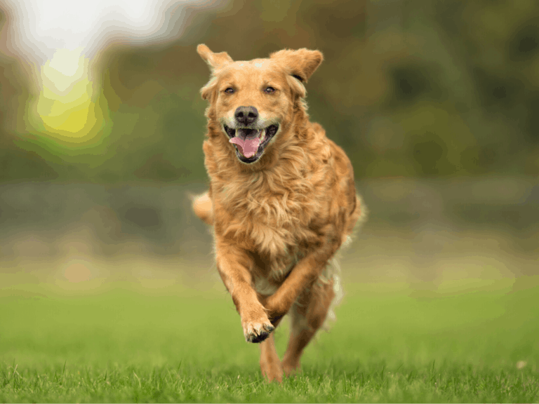 Healthy Medicinal Mushrooms for Dogs Mushroom Health Guide