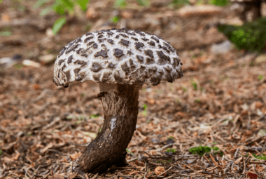 Medicinal Mushroom Benefits