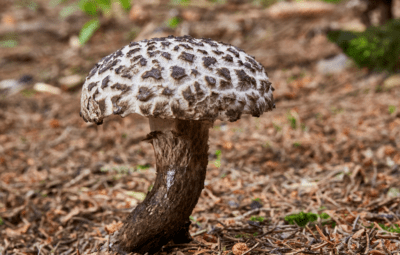 Medicinal Mushroom Benefits