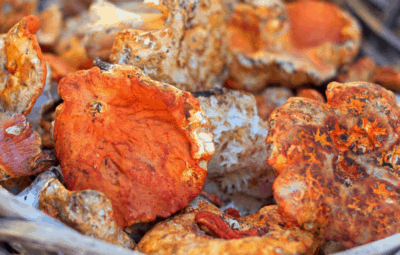 Lobster Mushroom Health Benefits