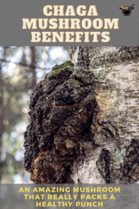 Chaga mushroom health benefits