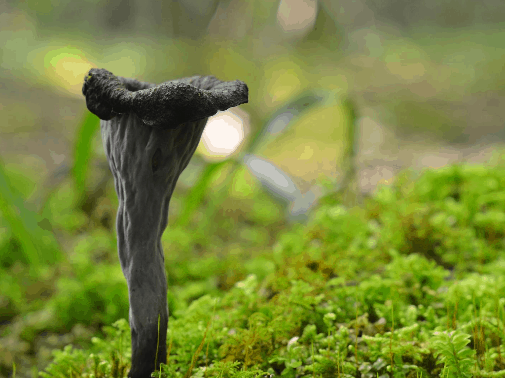 black trumpet mushroom benefits