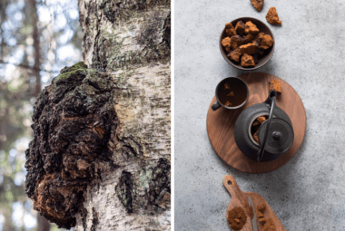 Cchaga Mushroom Health Benefits