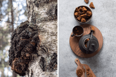 Cchaga Mushroom Health Benefits