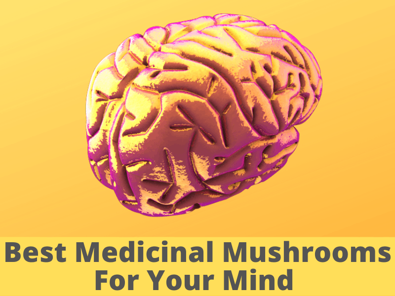 best medicinal mushroom benefits