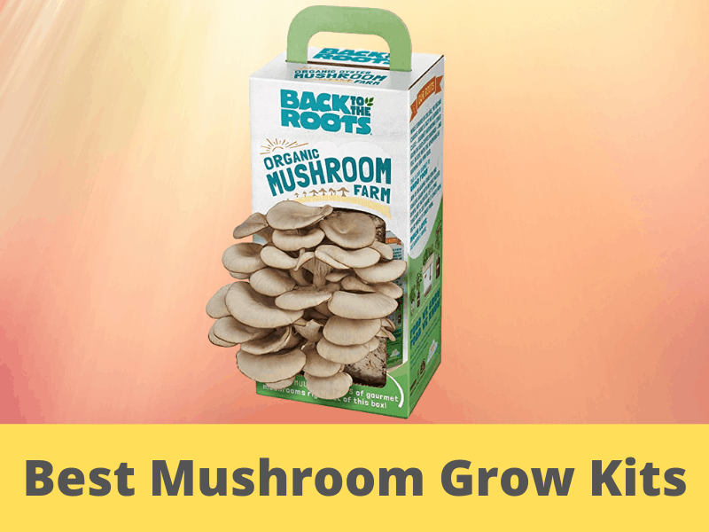 medicinal mushroom grow kit