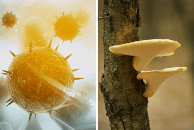 Medicinal Mushrooms For Viruses