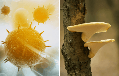 Medicinal Mushrooms For Viruses