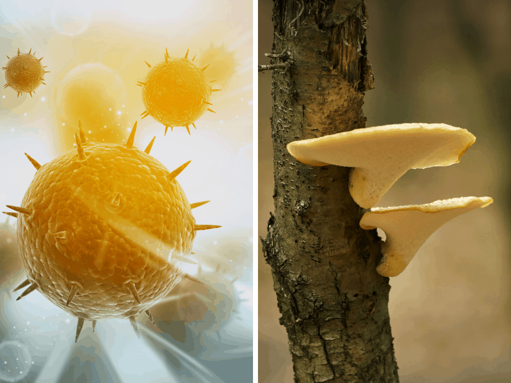 medicinal mushrooms for viruses