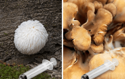 Mushroom Spore Syringe Online