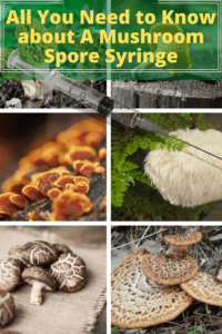 best place to buy magic mushroom spore syringe