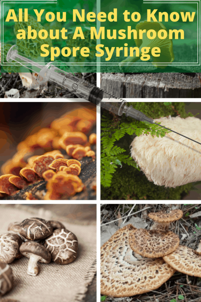 morel mushroom spore syringe