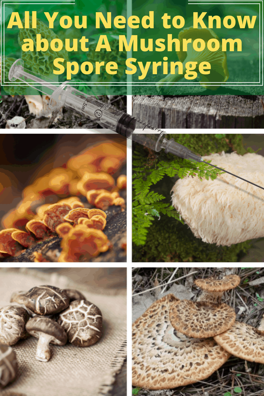 mushroom spore syringe shelf life