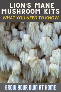 Lion's mane mushrooms