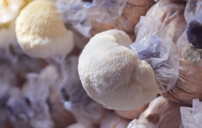 Lion's Mane Mushroom Kit