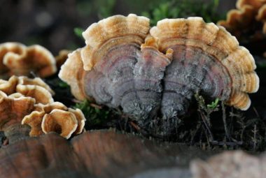 Turkey Tail Mushroom