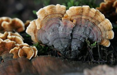 Turkey Tail Mushroom