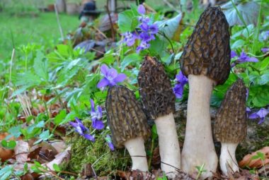 Black Morel Mushroom Recipe