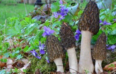 Black Morel Mushroom Recipe